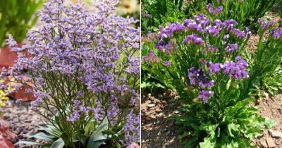 Statice Flower Meaning and Growing Information - balconygardenweb.com