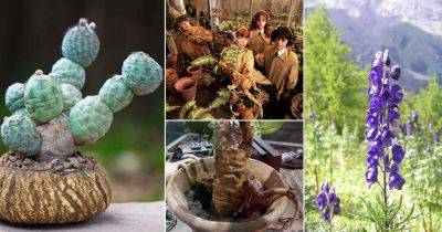 9 Harry Potter Plants That Are Real - balconygardenweb.com