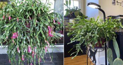 Do These Things with Christmas Cactus One Month After it Finishes Blooming - balconygardenweb.com