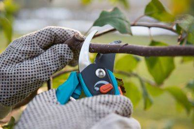 Fruit tree pruning service - gardenadvice.co.uk - Britain - Ireland