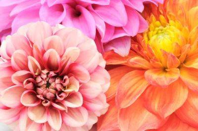 Starting dahlias from tubers in January and February - gardenadvice.co.uk