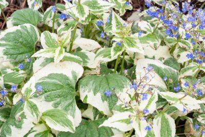 Variegated plants: our top 10 to grow - theenglishgarden.co.uk