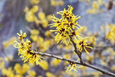 Best witch hazels & how to grow them - theenglishgarden.co.uk - China - Japan - county Garden - county Park