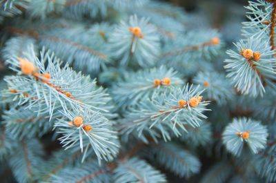 Conifers: the best for gardens - theenglishgarden.co.uk - North Korea