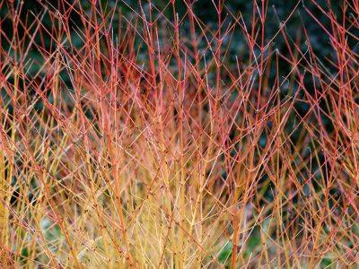 Winter plants with colourful stems - theenglishgarden.co.uk - Britain - Jordan