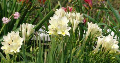 How to Grow and Care for Freesia Flowers - gardenerspath.com - Britain - South Africa