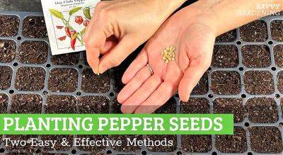 Planting Pepper Seeds: Two Easy and Effective Methods - savvygardening.com - Italy