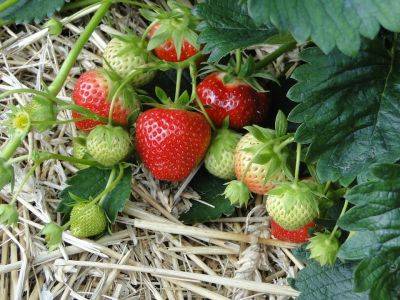 How to plant Strawberries - backyardgardener.com