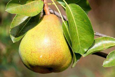 How to Prune Pear Trees – History and How to Grow - backyardgardener.com - Britain - France - Belgium