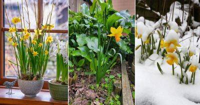 When and Where to Plant Narcissus - balconygardenweb.com