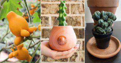 9 Plants That Look Like Boobs and Breasts - balconygardenweb.com - China