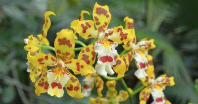 All About Orchid Pseudobulbs and How to Care for Them - gardenerspath.com