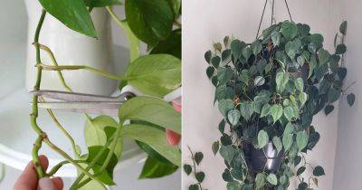 Best Tips and Tricks on Pruning Philodendron - balconygardenweb.com