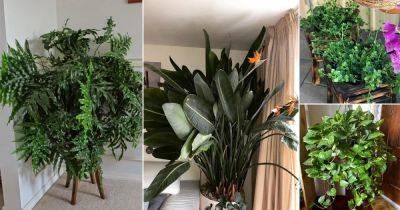 12 Indoor Plants That Grow Bushier and Lush Quickly - balconygardenweb.com