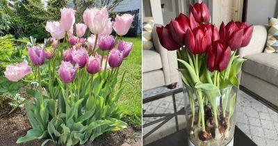 How Long Do Tulips Bloom? Find Out! - balconygardenweb.com - Usa