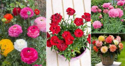 15 Flowers that Look like Peonies | Flowers Similar to Peonies - balconygardenweb.com - Japan