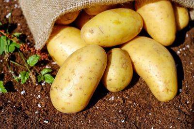 How to plant and grow a potato - backyardgardener.com