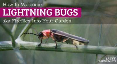 What do Lightning Bugs Eat? Welcoming Fireflies to Your Garden - savvygardening.com - Antarctica