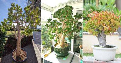 6 Tallest Jade Plant Varieties - balconygardenweb.com