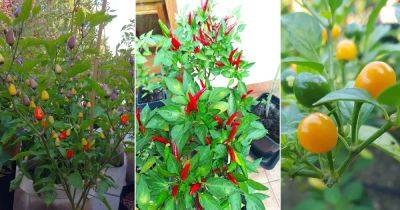 20 Peppers That Grow Upwards - balconygardenweb.com - Japan - Brazil - Chile