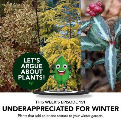 Episode 151: Underappreciated Plants for Winter Interest - finegardening.com - Usa - state North Carolina