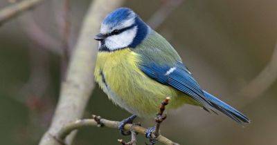 Eight birds to look out for during the Big Garden Birdwatch - gardenersworld.com - Britain - Germany - Scotland