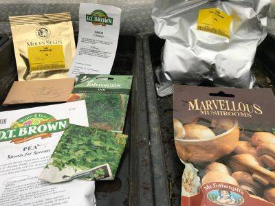 Sunday 31st January 2021 – January seeds have finally been sown! - clairesallotment.com