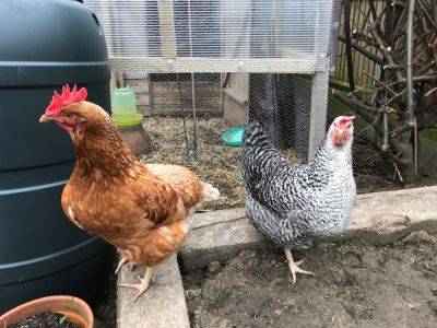 Saturday 27th and Sunday 28th February 2021 – One garden, two greenhouses, two chickens and lots of work. - clairesallotment.com - city Brussels