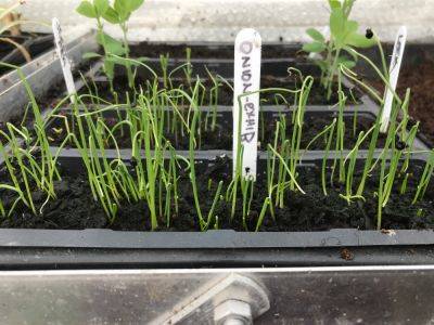 Sunday 7th March 2021 – The pricking out has began…… - clairesallotment.com