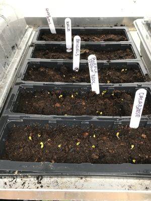 Monday 22nd March 2021 – Onion sets, Spring Onions and some Carrots! - clairesallotment.com