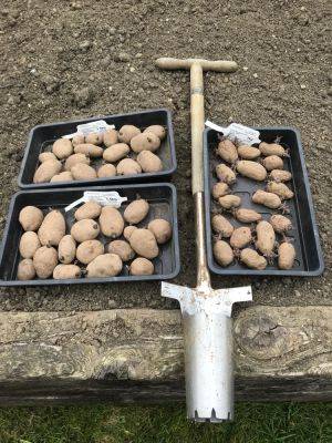 Tuesday 29th March 2022 – Spuddies are in!! - clairesallotment.com
