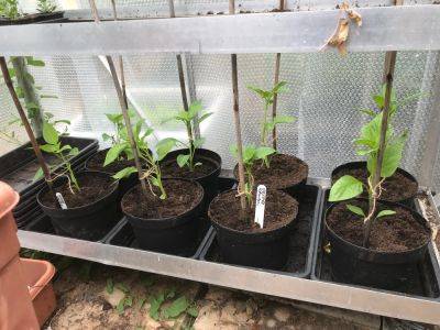 Wednesday 25th May 2022 – Peppers in their final pots - clairesallotment.com