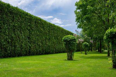 Renovate and revitalise your deciduous hedges - theenglishgarden.co.uk