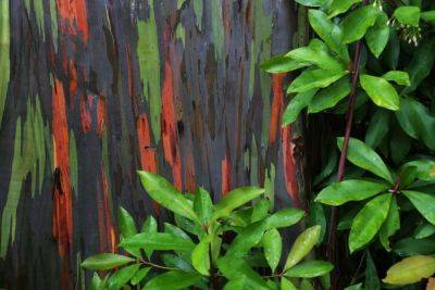 Decorative bark and good foliage color - backyardgardener.com - Usa