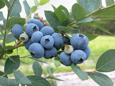 How to Plant Blueberry bushes - backyardgardener.com - Usa - state Michigan - state North Carolina - state Maine - state New Jersey