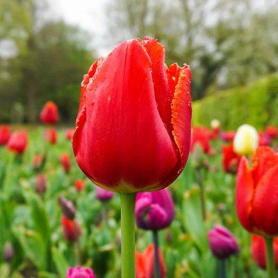 Trends in Bulb Gardening - backyardgardener.com - Usa - Netherlands