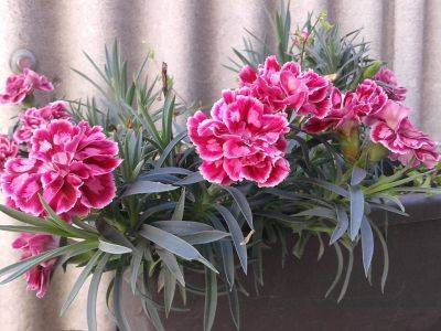 A Guide to Growing Carnations - backyardgardener.com