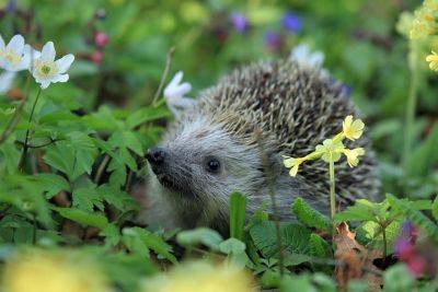 Protect Hedgehogs in Your Garden this Autumn - backyardgardener.com - Britain