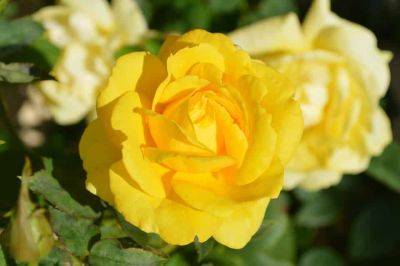 Planting a Yellow Rose - backyardgardener.com - Usa - state New York