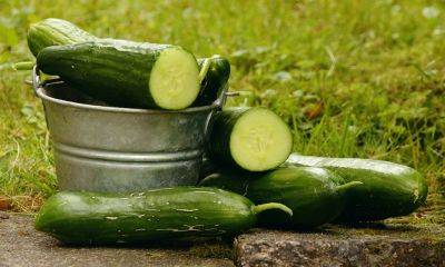 Cucumber and Squash Growing facts - backyardgardener.com