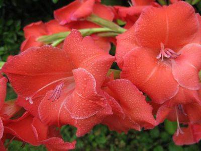 Gardeners can choose from many species of Gladioli – Gladiolus - backyardgardener.com - Usa - Netherlands - South Africa