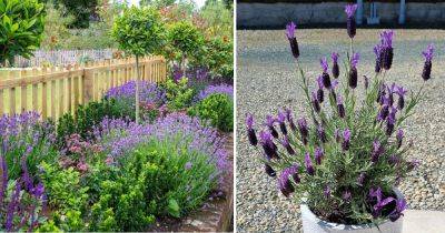 Tropical Lavender | Guide to Grow Lavender in Tropics - balconygardenweb.com