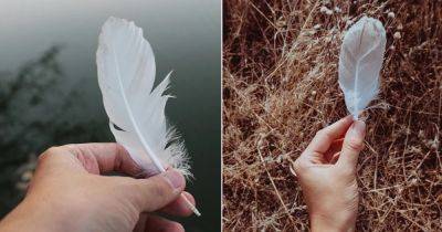 What Does It Mean When You Find a White Feather? - balconygardenweb.com