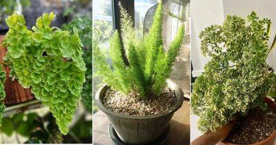 6 Plants That Look Like Asparagus Fern - balconygardenweb.com