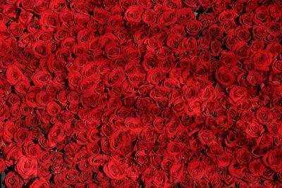 Valentine Roses - backyardgardener.com - France - Egypt