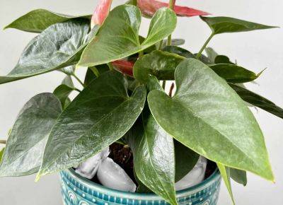Using Ice Cubes To Water Your Houseplants? Think Again. - southernliving.com - state Texas - state Florida