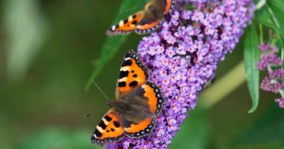 Gardening: Is it too cold to move my butterfly bush? - irishtimes.com