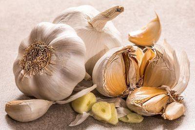 Plant garlic in your garden - backyardgardener.com