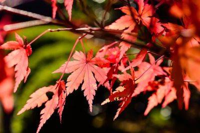 Grow Japanese Red Maple Trees from Seed - backyardgardener.com - Japan