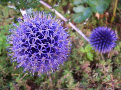 Growing Guide for Echinops – Perennial Plant - backyardgardener.com - Greece